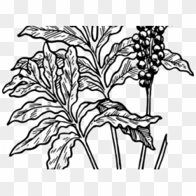 Fern Clip Art, HD Png Download - desert plants png