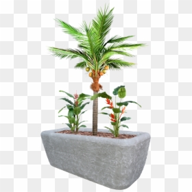 Coco Plante, HD Png Download - desert plants png