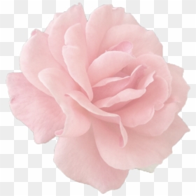 Rose Gold Rose Transparent, HD Png Download - gold flowers png