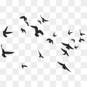 Aves Volando Silueta Png - Free Birds Vector, Transparent Png - aves png