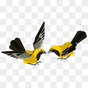 Animales Con Amarillo Y Negro, HD Png Download - aves png