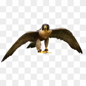 Falcon, Wing, Bird Of Prey, Animal - Aves De Rapiña Png, Transparent Png - aves png