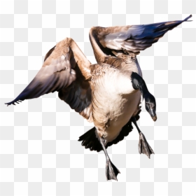 Animal, Goose, Poultry, Greylag Goose, Fly, Wing, Png - Ptaki Dla Dzieci, Transparent Png - aves png