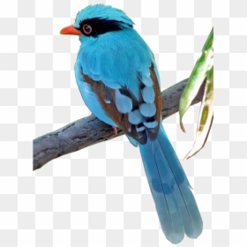 Aves Png - 2/4 - Imágenes - Gongbi , Png Download - Portable Network Graphics, Transparent Png - aves png