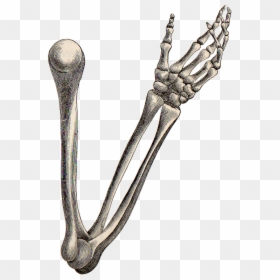Drawings Of Arm Bones, HD Png Download - skeleton hands png