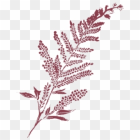 Pine, HD Png Download - gritty texture png