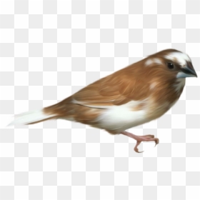 Bird Flying Transparent Gif Png, Png Download - aves png