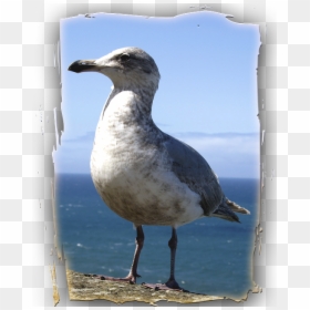 Imagenes De Animales Del Oceano Pacifico, HD Png Download - aves png