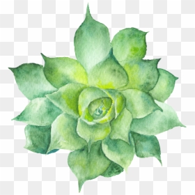 Watercolor Succulent Clipart Transparent, HD Png Download - jade png