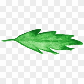 Agave, HD Png Download - ivy leaf png