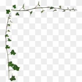 Transparent Ivy Border, HD Png Download - ivy leaf png