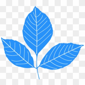 Illustration, HD Png Download - ivy leaf png