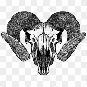 Animal Skull Drawing Png, Transparent Png - goat skull png