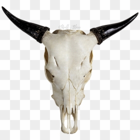 Cow Skull Transparent, HD Png Download - goat skull png