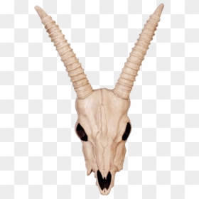 Gazelle Skull, HD Png Download - goat skull png