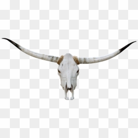 Texas Longhorn, HD Png Download - goat skull png