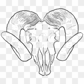 Ram Skull Outline Png, Transparent Png - goat skull png