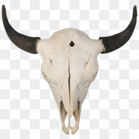 Buffalo Skull, HD Png Download - goat skull png