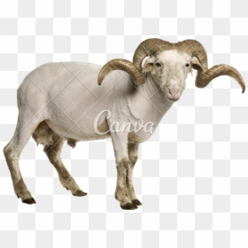 Ram Animal Png, Transparent Png - goat skull png