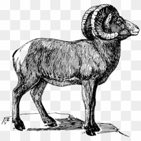 Desert Bighorn Sheep Clipart, HD Png Download - goat skull png