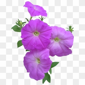 Petunia Summer Flowers, HD Png Download - petunia png