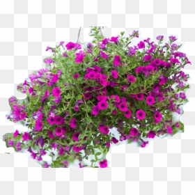 Hanging Flowers In Transparent Background, HD Png Download - petunia png