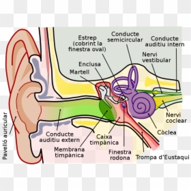 Human Ear Diagram, HD Png Download - cat ear png