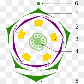 Floral Diagram Of Petunia, HD Png Download - petunia png