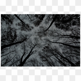 Branches Photography, HD Png Download - winter is coming png