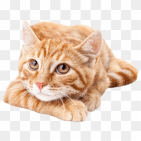 Cute Orange Tabby Cat, HD Png Download - cat ear png