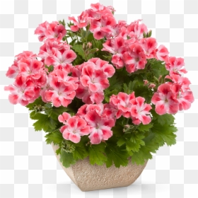 Pelargonium Grandiflorum Bermuda, HD Png Download - petunia png