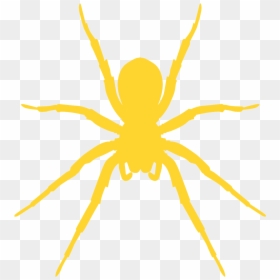 Araneus Cavaticus, HD Png Download - spider silhouette png