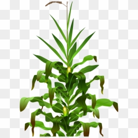Corn Plant Png, Transparent Png - corn plant png