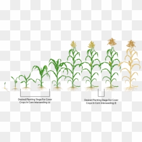 Growth Corn Plant, HD Png Download - corn plant png