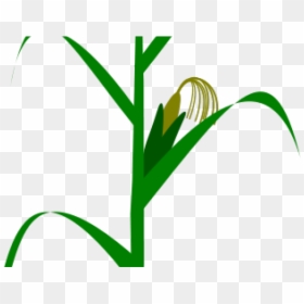 Maize Plant, HD Png Download - corn plant png