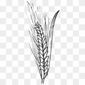 Wheat Outline, HD Png Download - corn plant png