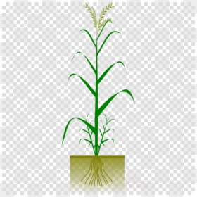 De Cole Sprouse Stickers, HD Png Download - corn plant png