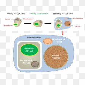 Cellule Eucaryote Chloroplaste, HD Png Download - chloroplast png