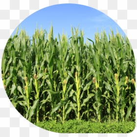 Sweet Corn Crop, HD Png Download - corn plant png