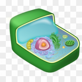 Plant Cell Clipart Transparent Background, HD Png Download - chloroplast png