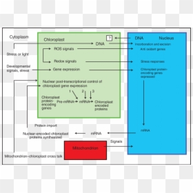 Screenshot, HD Png Download - chloroplast png