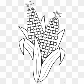 Fruits And Vegetables Clipart Black And White, HD Png Download - corn plant png