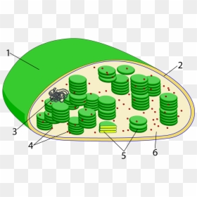 Chloroplast Diagram Not Labeled, HD Png Download - chloroplast png