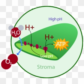 Chloroplast Dna Diagram, HD Png Download - chloroplast png