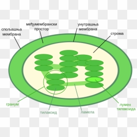 Chloroplast Diagram With Chlorophyll, HD Png Download - chloroplast png