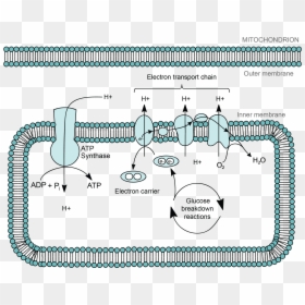 Electron Transport Chain Location, HD Png Download - chloroplast png