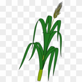 Wheat Plant Drawing, HD Png Download - corn plant png