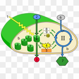 Labeled Chloroplast Photosynthesis Diagram, HD Png Download - chloroplast png