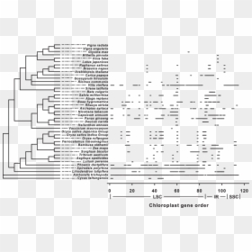 Document, HD Png Download - chloroplast png