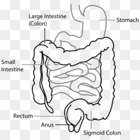 Large Intestine And Small Intestine Diagram, HD Png Download - chloroplast png